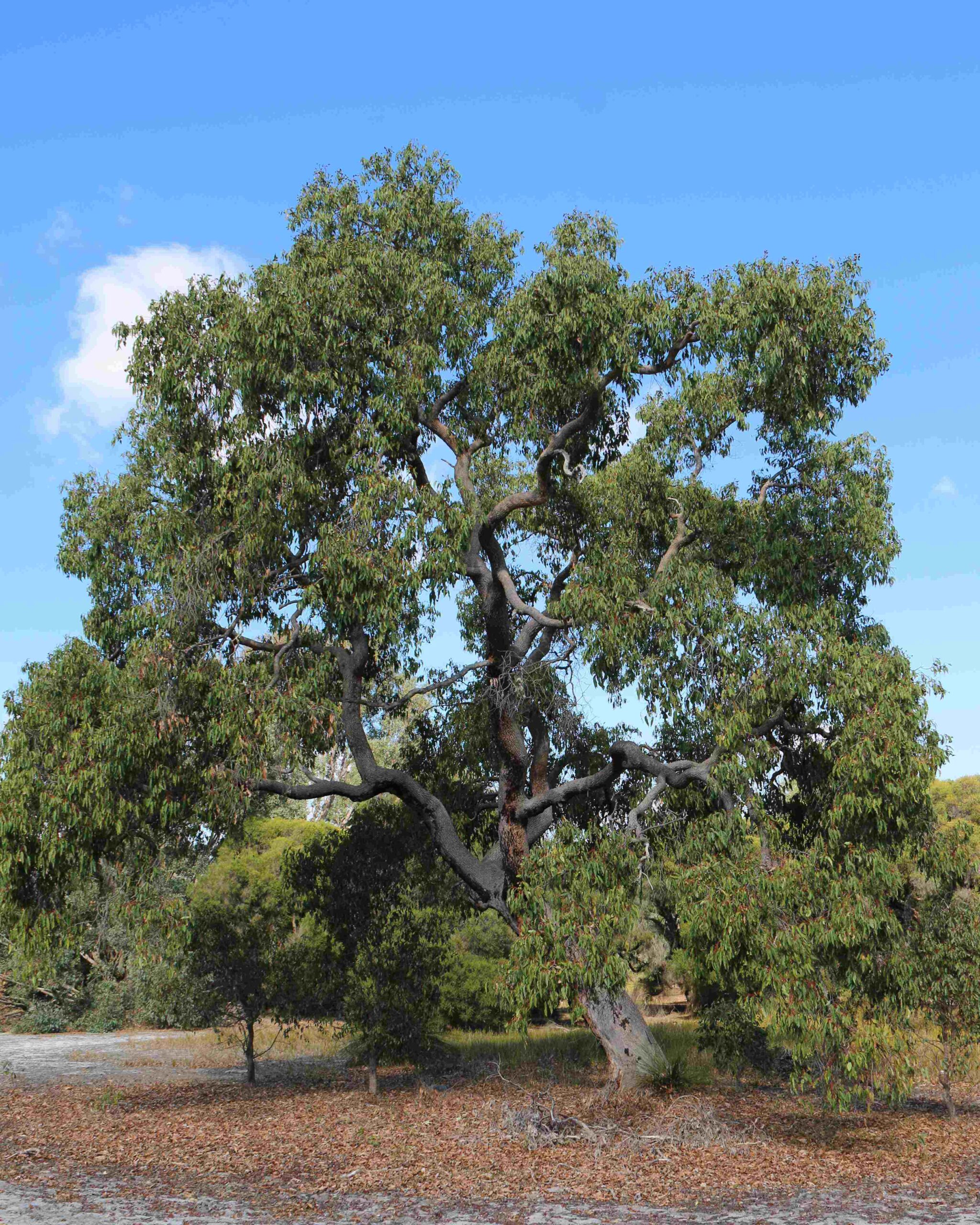 Corymbia calophylla Marri tree