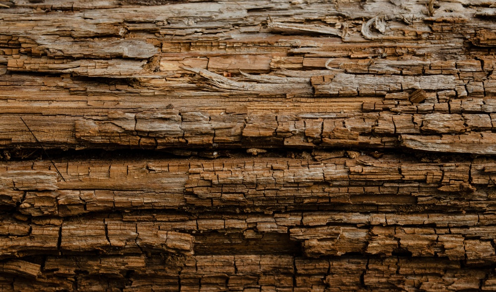 Close-up,Of,Rotting,Wood,,Texture,Of,The,Old,Spoiled,Wood